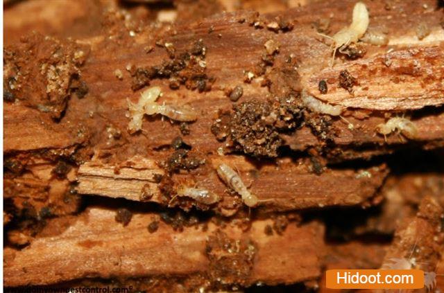 Professional Pest Control Services Near Uppal In Hyderabad - Photo No. 21