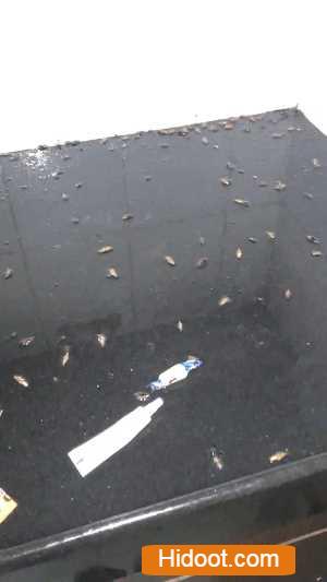 Hi Tech Pest Control Services Near Manikonda In Hyderabad Telangana - Photo No. 31