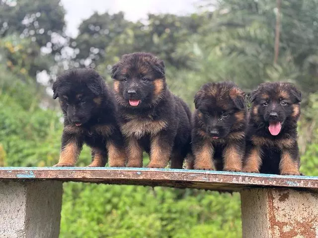Danny Pets Store And Kennels Main Road In Hyderabad - Photo No. 11