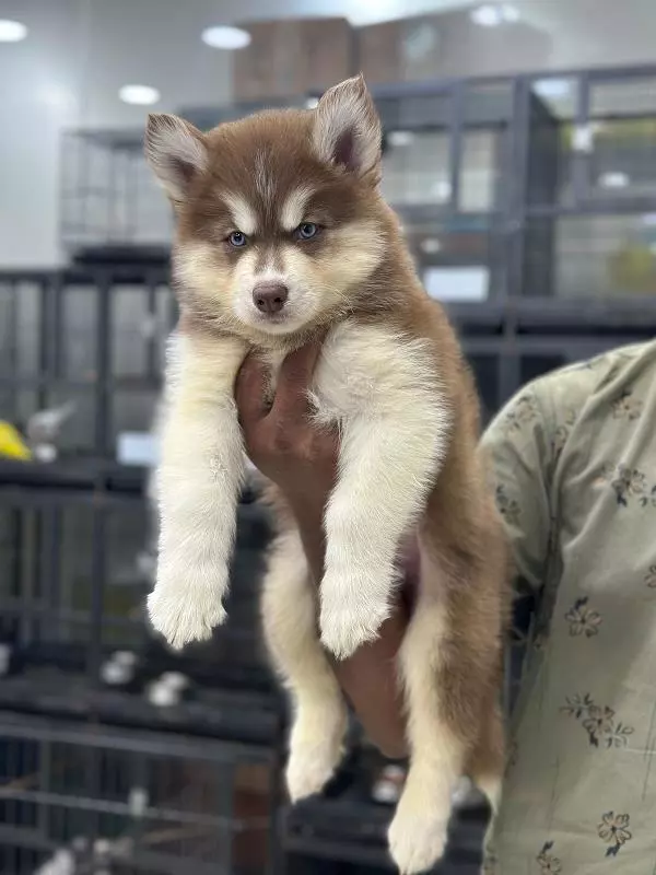 Danny Pets Store And Kennels Main Road In Hyderabad - Photo No. 31