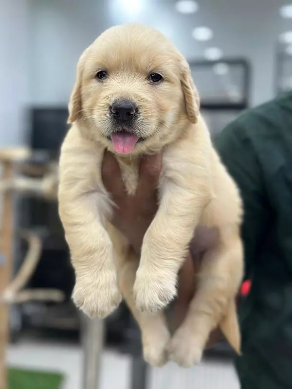 Danny Pets Store And Kennels Main Road In Hyderabad - Photo No. 41