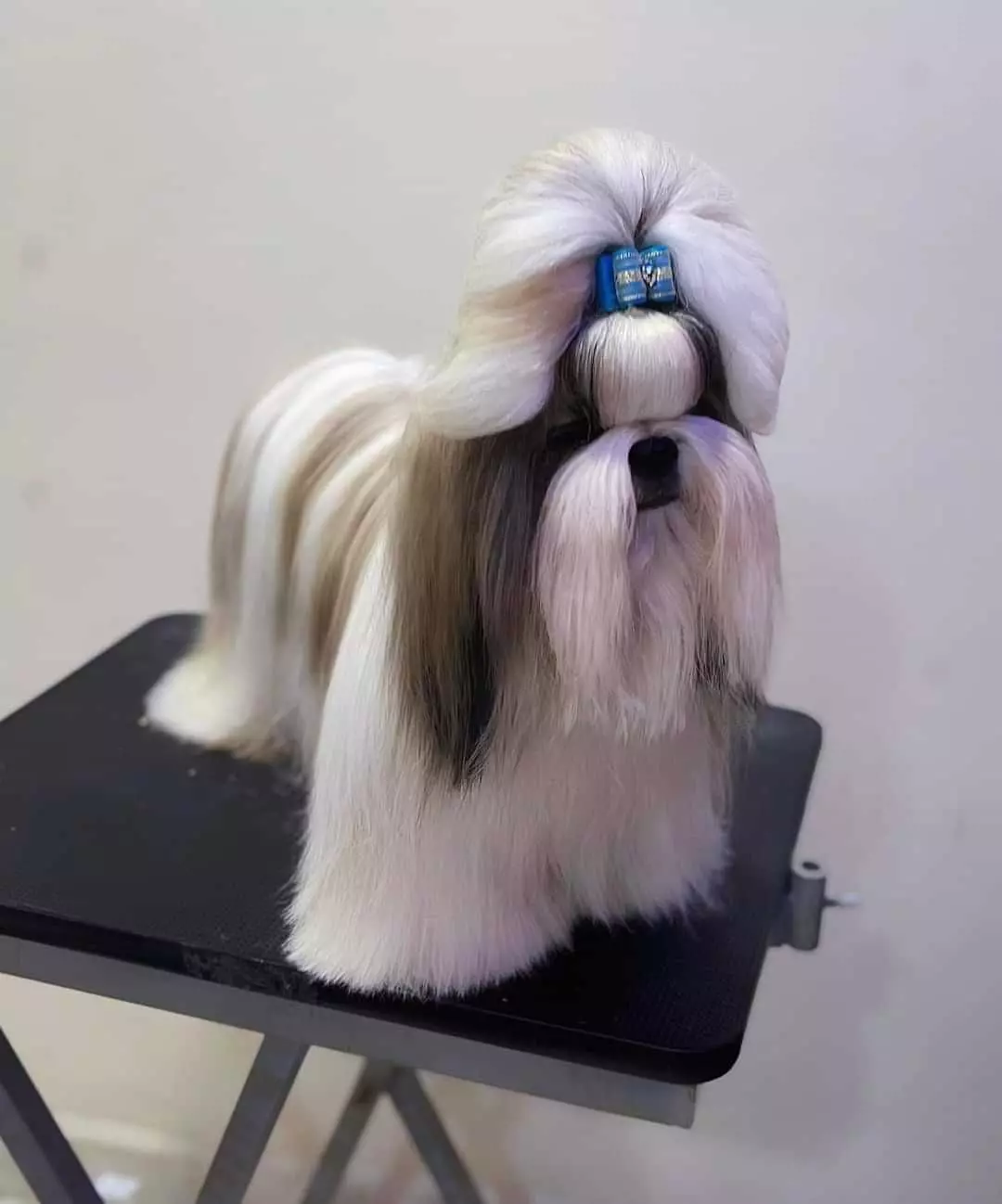 Danny Pets Store And Kennels Main Road In Hyderabad - Photo No. 51