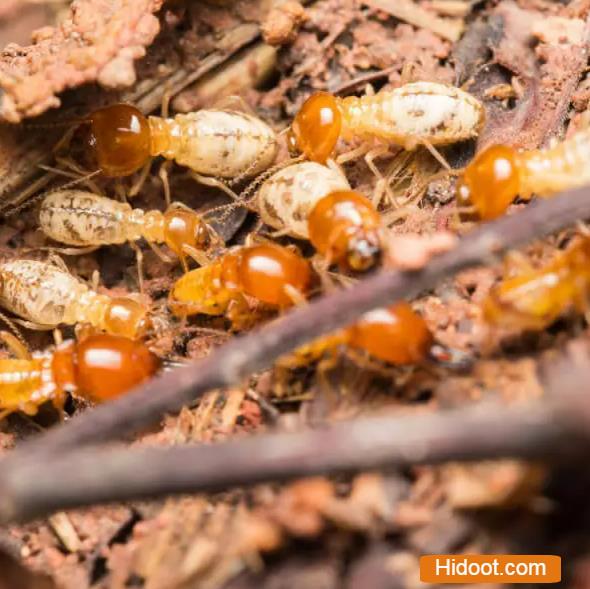 Termite Pest Control Service Miyapur In Hyderabad - Photo No. 11