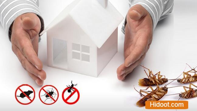 Termite Pest Control Service Miyapur In Hyderabad - Photo No. 01