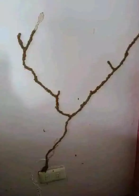 Perfect Pest Control Proddatur In Kadapa - Photo No. 21