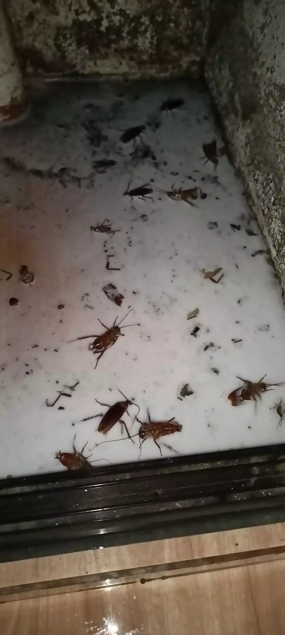 Perfect Pest Control Proddatur In Kadapa - Photo No. 81