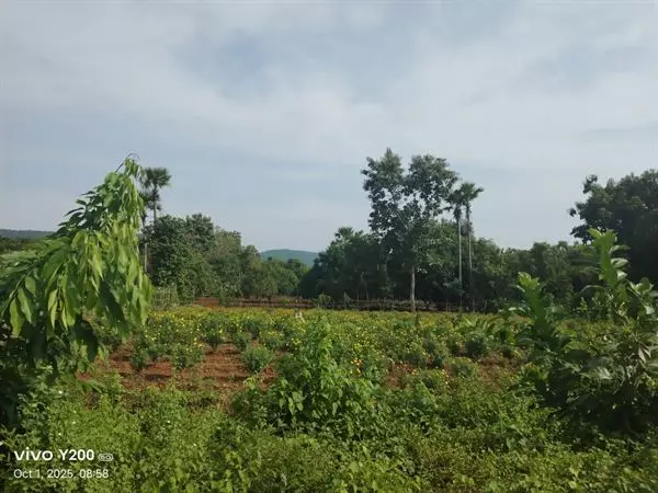 Sri Lakshmi Prasanna Nanaji Travels Bus Stand In Kakinada - Photo No. 21