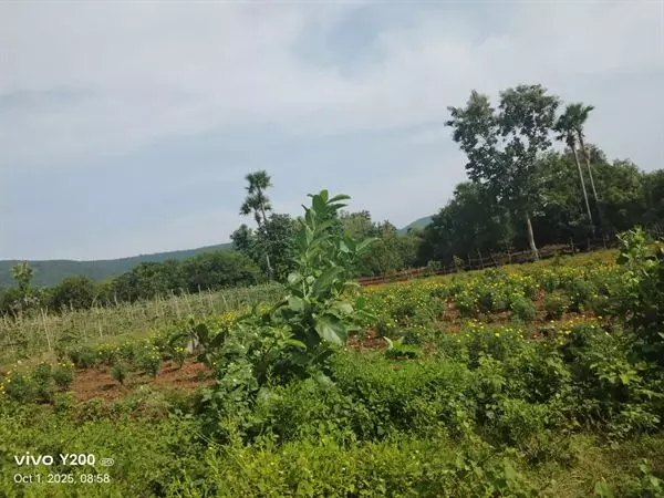 Sri Lakshmi Prasanna Nanaji Travels Bus Stand In Kakinada - Photo No. 11