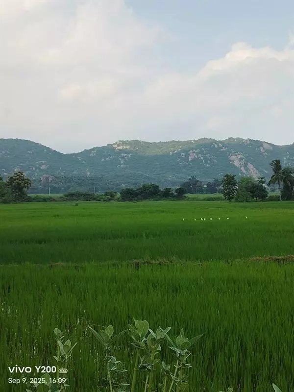 Sri Lakshmi Prasanna Nanaji Travels Bus Stand In Kakinada - Photo No. 01