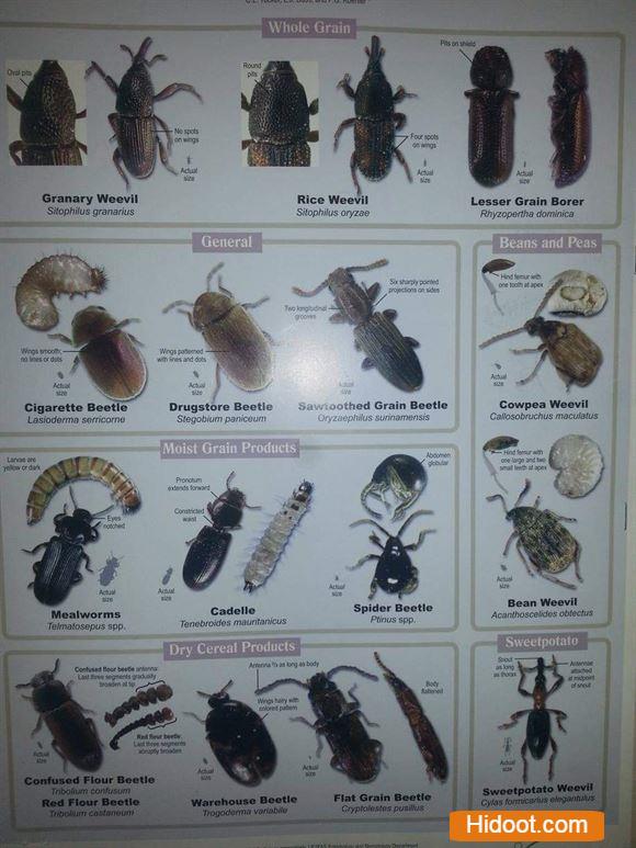 Vasavi Pest Control Services Pest Control Services Ashoknaga In Karimnagar - Photo No. 31