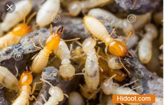 famous pest control services near srinagar colony in khammam telangana - Photo No.4