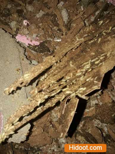 famous pest control services near srinagar colony in khammam telangana - Photo No.3