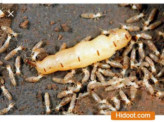 Famous Pest Control Services Near Srinagar Colony In Khammam Telangana - Photo No. 31