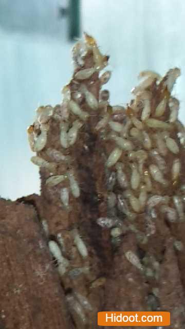 Famous Pest Control Services Near Srinagar Colony In Khammam Telangana - Photo No. 01
