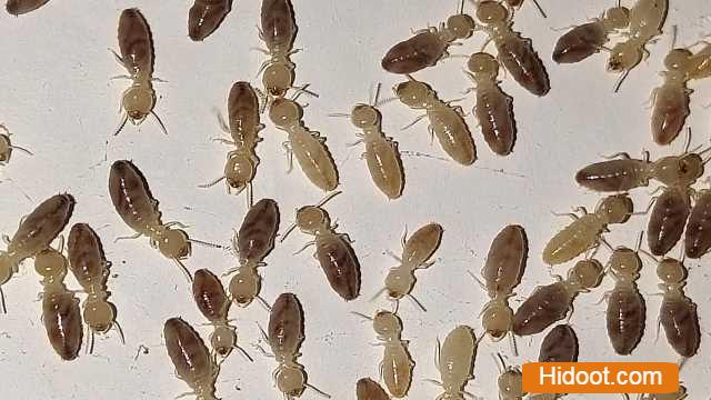 hm pest control pest control services near vital nagar in kurnool - Photo No.13