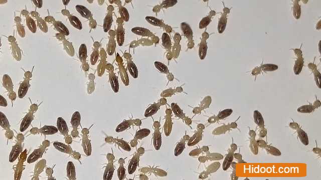 hm pest control pest control services near vital nagar in kurnool - Photo No.12