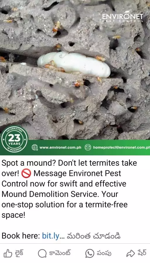 Hm Pest Control Pest Control Services Near Vital Nagar In Kurnool - Photo No. 41