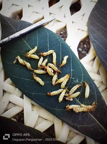 Hm Pest Control Pest Control Services Near Vital Nagar In Kurnool - Photo No. 31