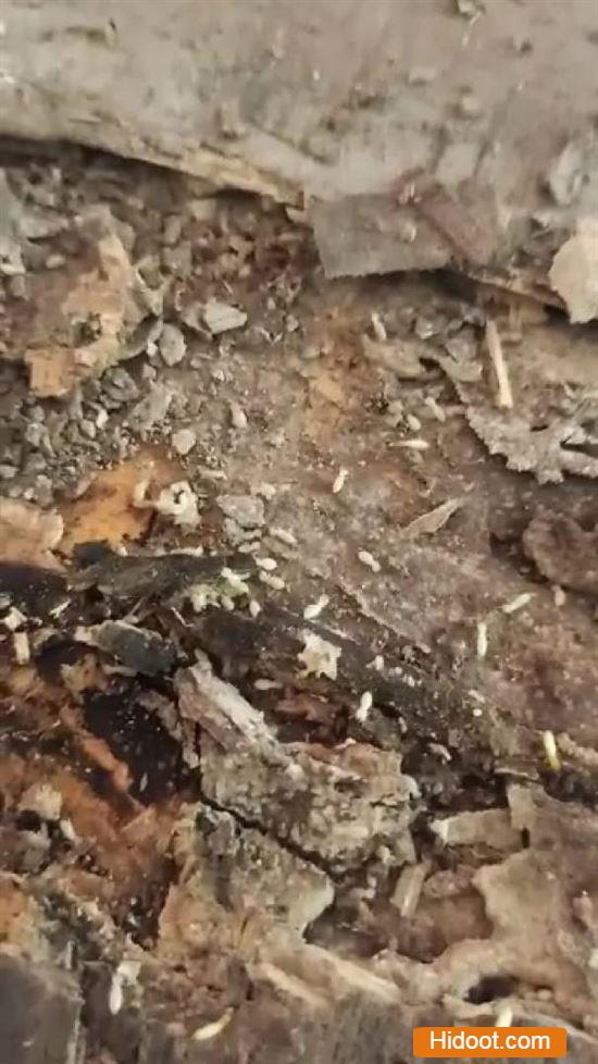 Bharathi Pest Control Pest Control Services Near Venkateswarapuram In Kurnool - Photo No. 21