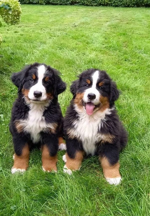 Reddy Kennel Mypadu Road In Nellore - Photo No. 41