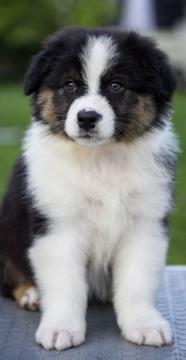 Reddy Kennel Mypadu Road In Nellore - Photo No. 31