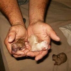 Reddy Kennel Mypadu Road In Nellore - Photo No. 11