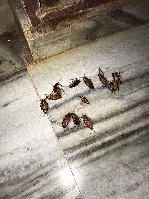 rsr pest control and cleaning services samatha nagar in ongole - Photo No.3