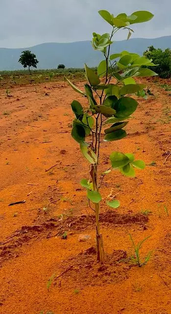 Shanmugh Group Balaji Rao Peta In Ongole - Photo No. 21