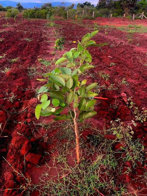 Shanmugh Group Balaji Rao Peta In Ongole - Photo No. 31