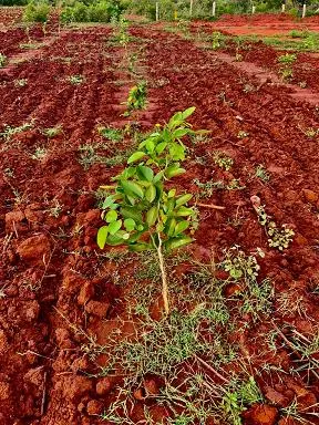 Shanmugh Group Balaji Rao Peta In Ongole - Photo No. 51