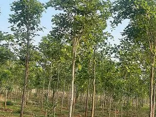 Shanmugh Group Balaji Rao Peta In Ongole - Photo No. 61