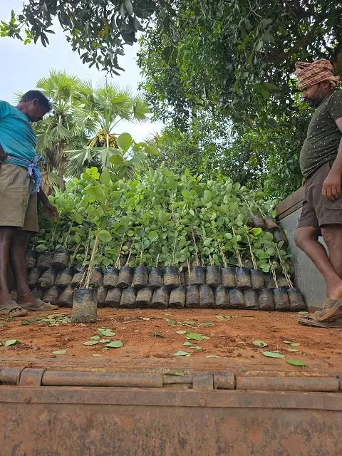 Shanmugh Group Balaji Rao Peta In Ongole - Photo No. 81