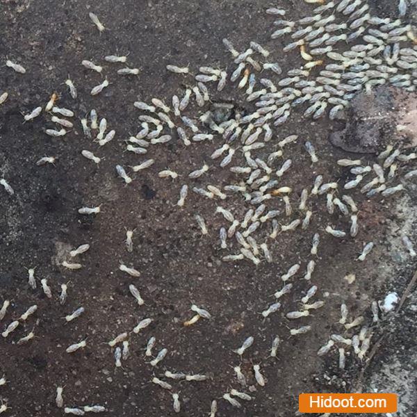 ravi pest control services nirmal nagar in ongole - Photo No.3