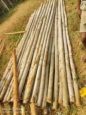 Basanthi Traders Rajavolu In Rajahmundry - Photo No. 41
