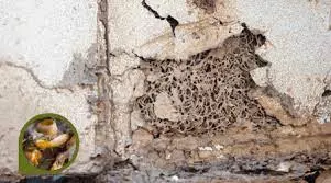 Mtr Pest Control Gandipet In Rangareddy - Photo No. 21