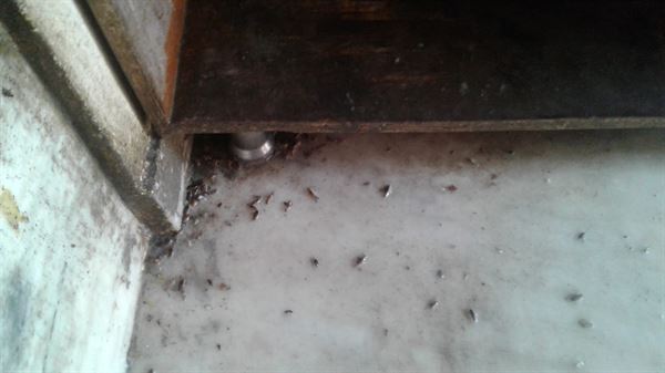 Poison Kills Pest Control Chilkalguda In Hyderabad - Photo No. 21