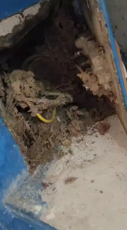 krupa pest control services near rajiv gandhi colony in tirupati - Photo No.7