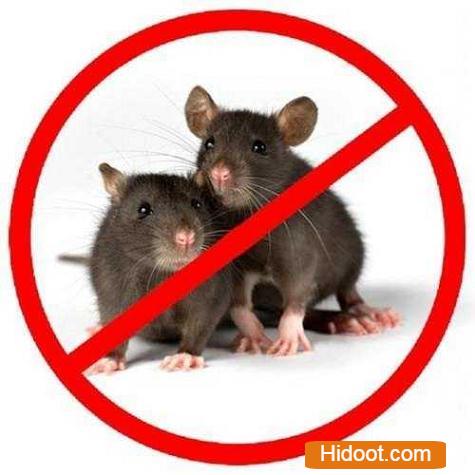 Professional Pest Control Inc Pest Control Services Near Nimmakayala Street In Tirupati - Photo No. 61