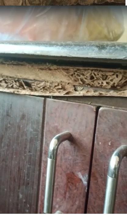 Nandini Pest Control Ramavarapadu In Vijayawada - Photo No. 01