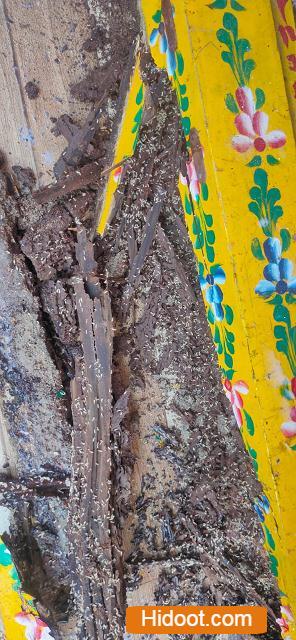 Jps Pest Control Services Near Hanuman Jn In Eluru - Photo No. 11