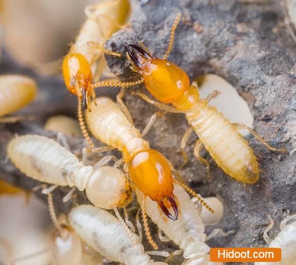 hindustan pest control services vijayawada - Photo No.7