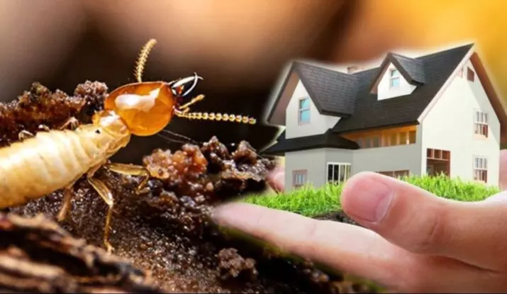 new india pest control gandhi nagar in vijayawada - Photo No.9