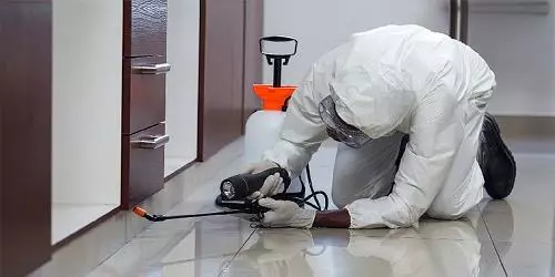 new india pest control gandhi nagar in vijayawada - Photo No.1