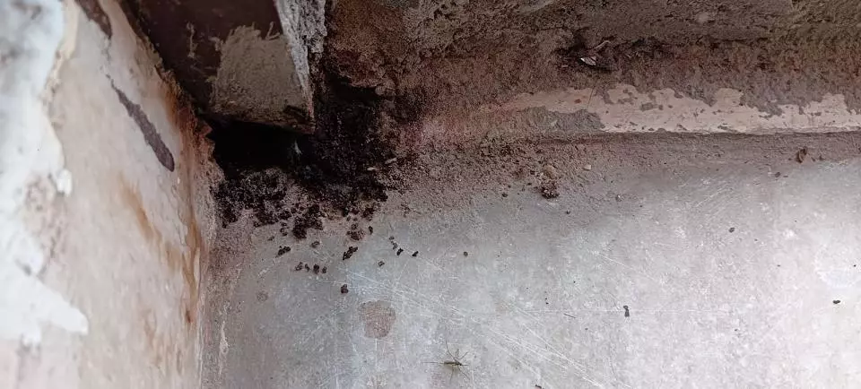 pest terminate pest control services arundelpet in vijayawada - Photo No.1
