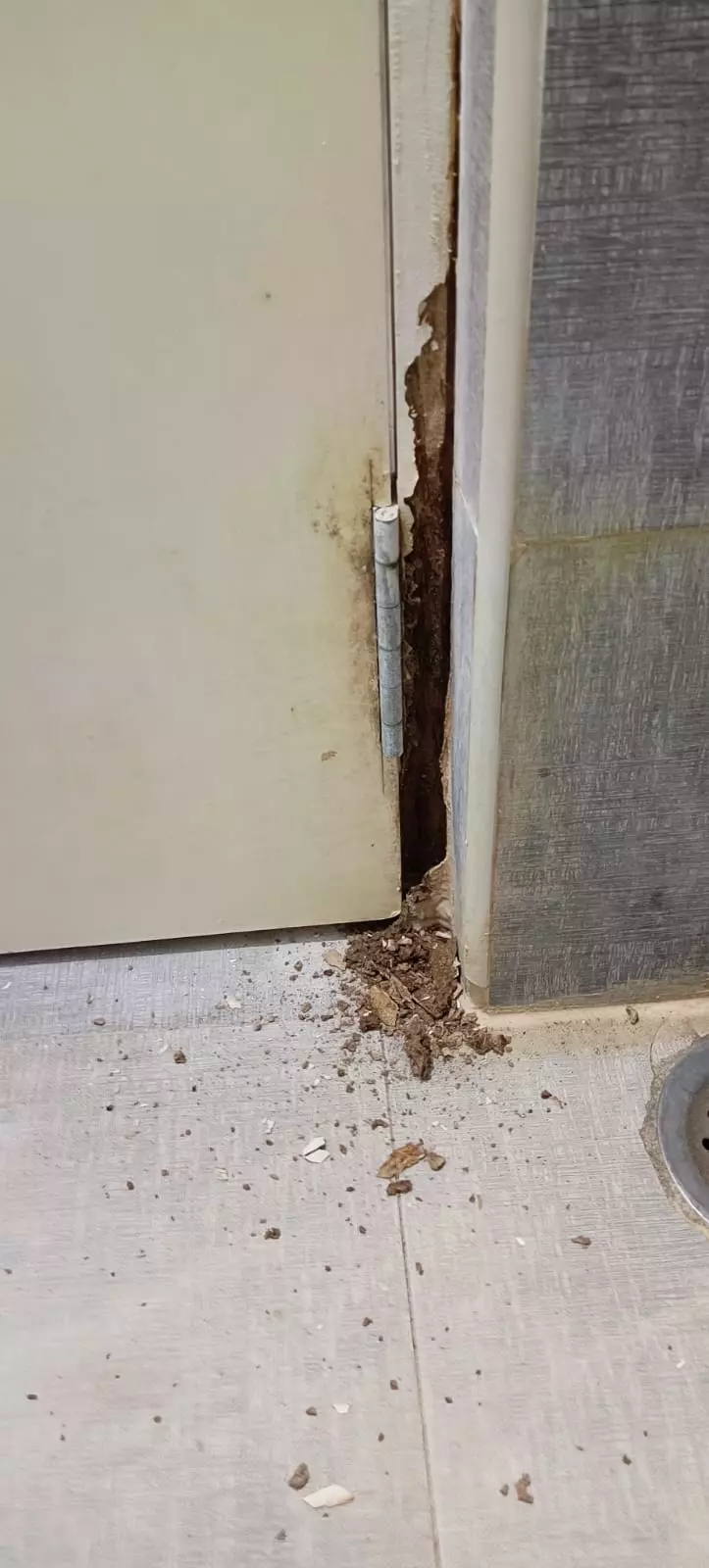 pest terminate pest control services arundelpet in vijayawada - Photo No.3