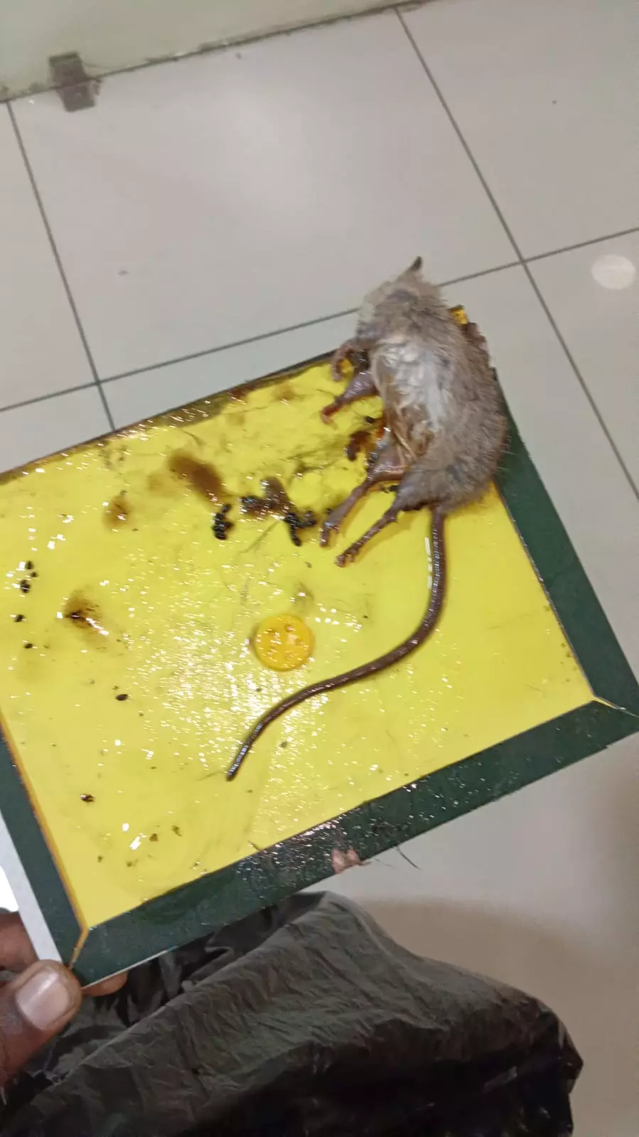 pest terminate pest control services arundelpet in vijayawada - Photo No.4