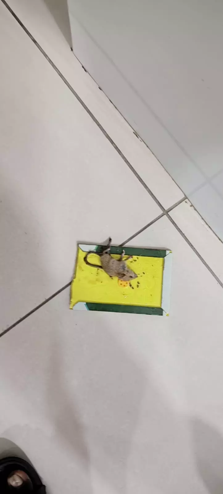pest terminate pest control services arundelpet in vijayawada - Photo No.5