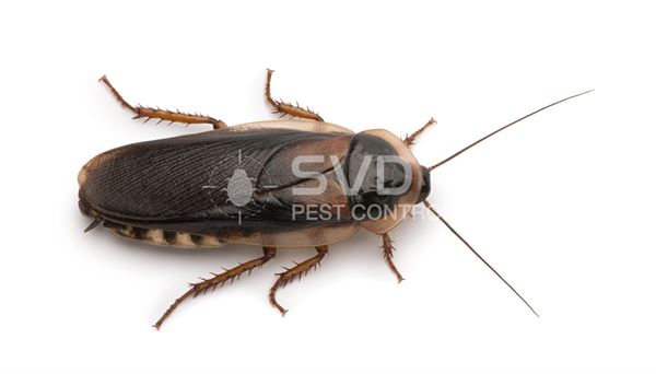 svd pest control mgroad in vijayawada - Photo No.9