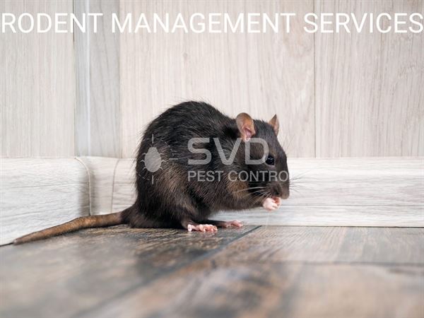 svd pest control mgroad in vijayawada - Photo No.2