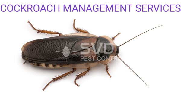 svd pest control mgroad in vijayawada - Photo No.0